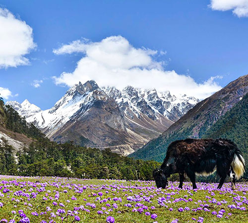 PLEASING ADVENTURE TOUR